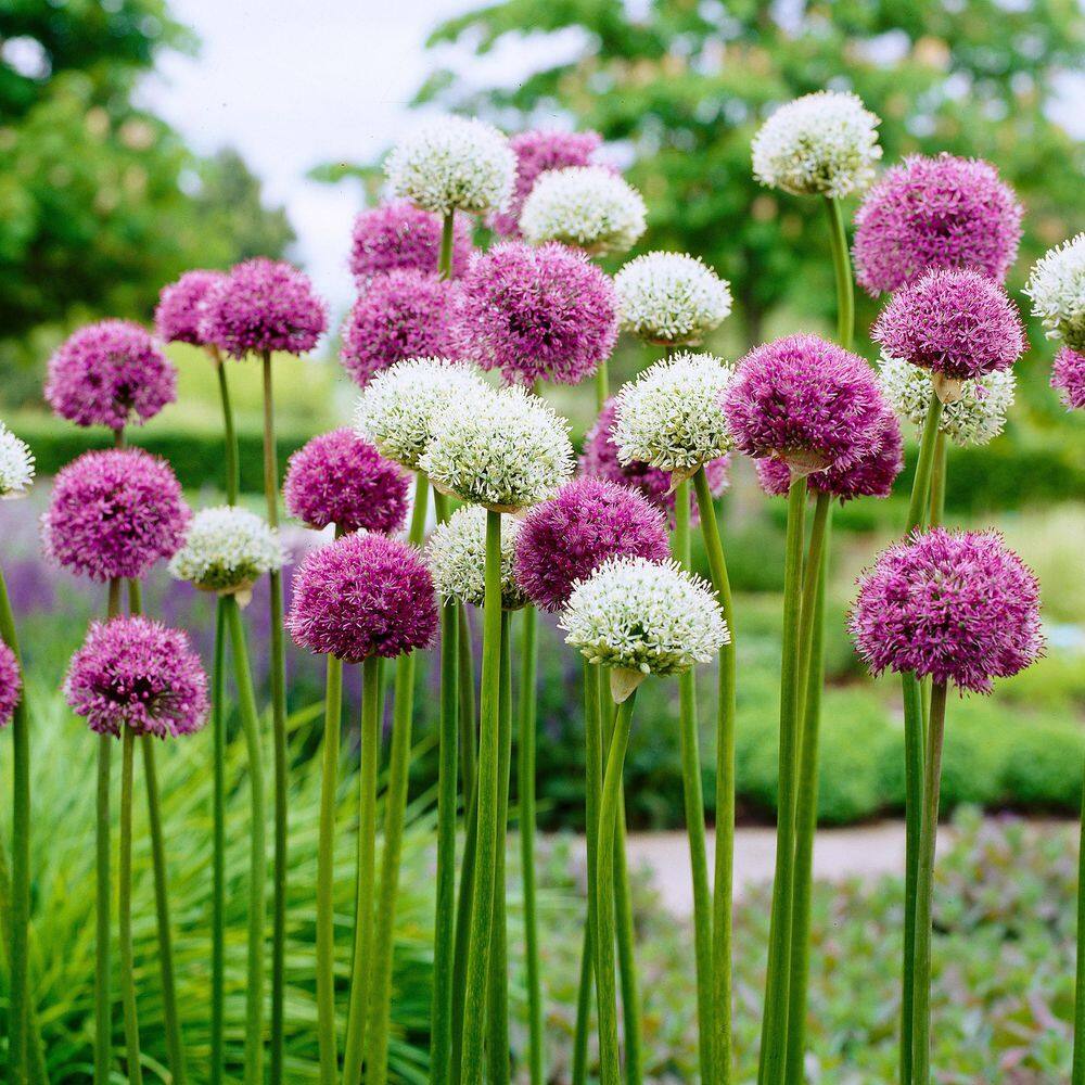  14 /16 Cm Allium Wild About Purple Blend Mixed Flower Bulbs (Bag Of 25)