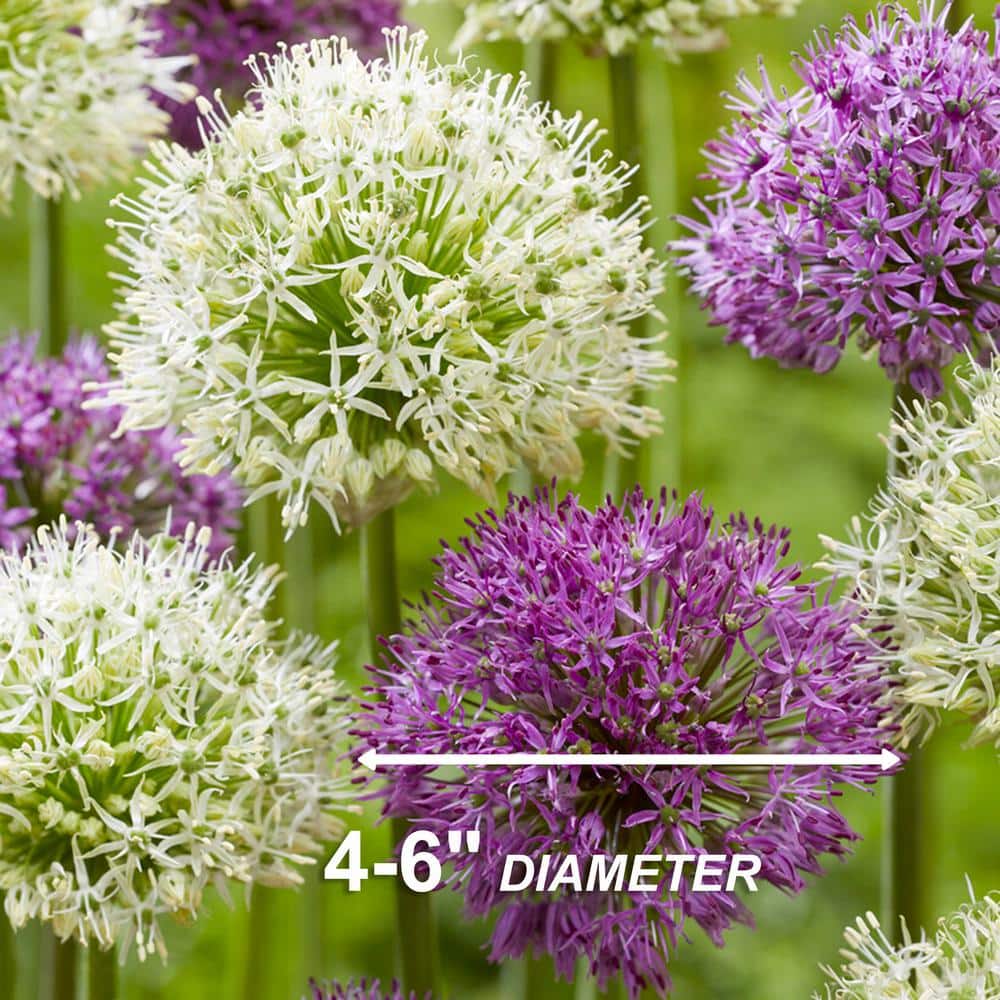  14 /16 Cm Allium Wild About Purple Blend Mixed Flower Bulbs (Bag Of 50)