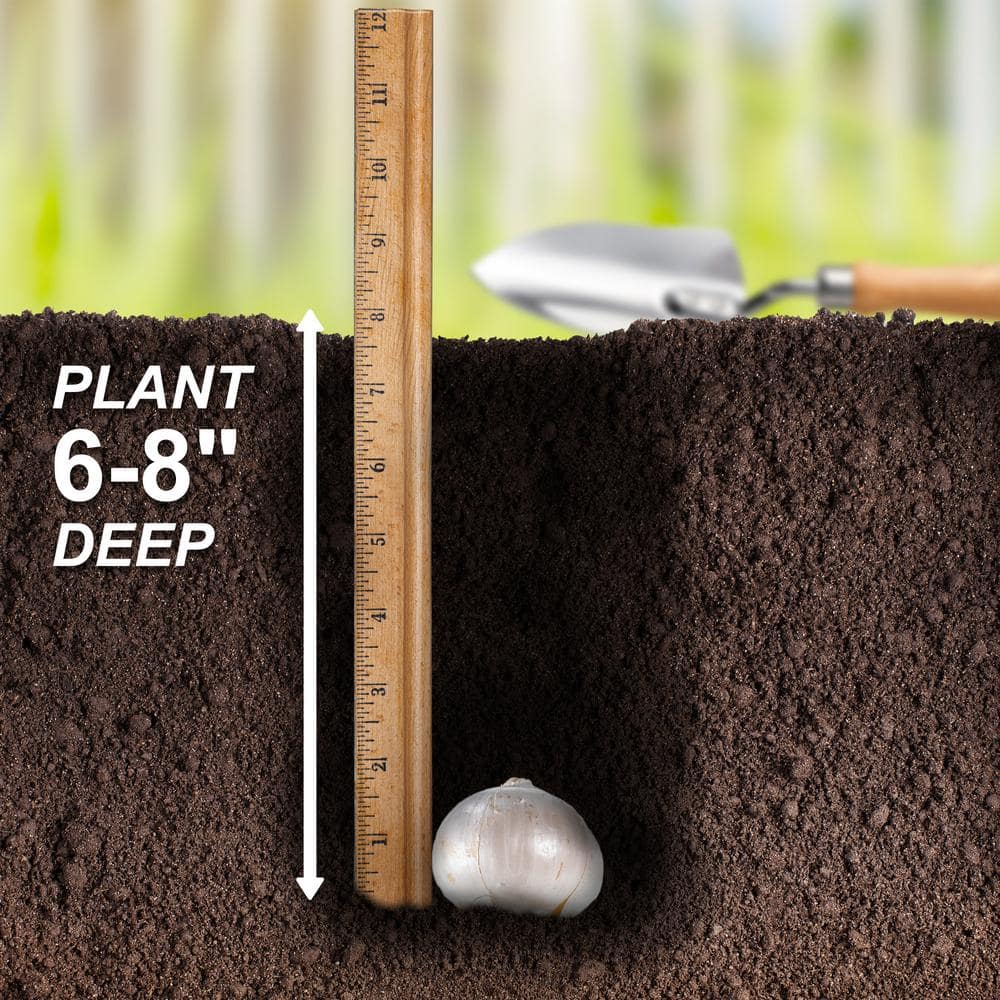  14 /16 Cm Allium Wild About Purple Blend Mixed Flower Bulbs (Bag Of 50)