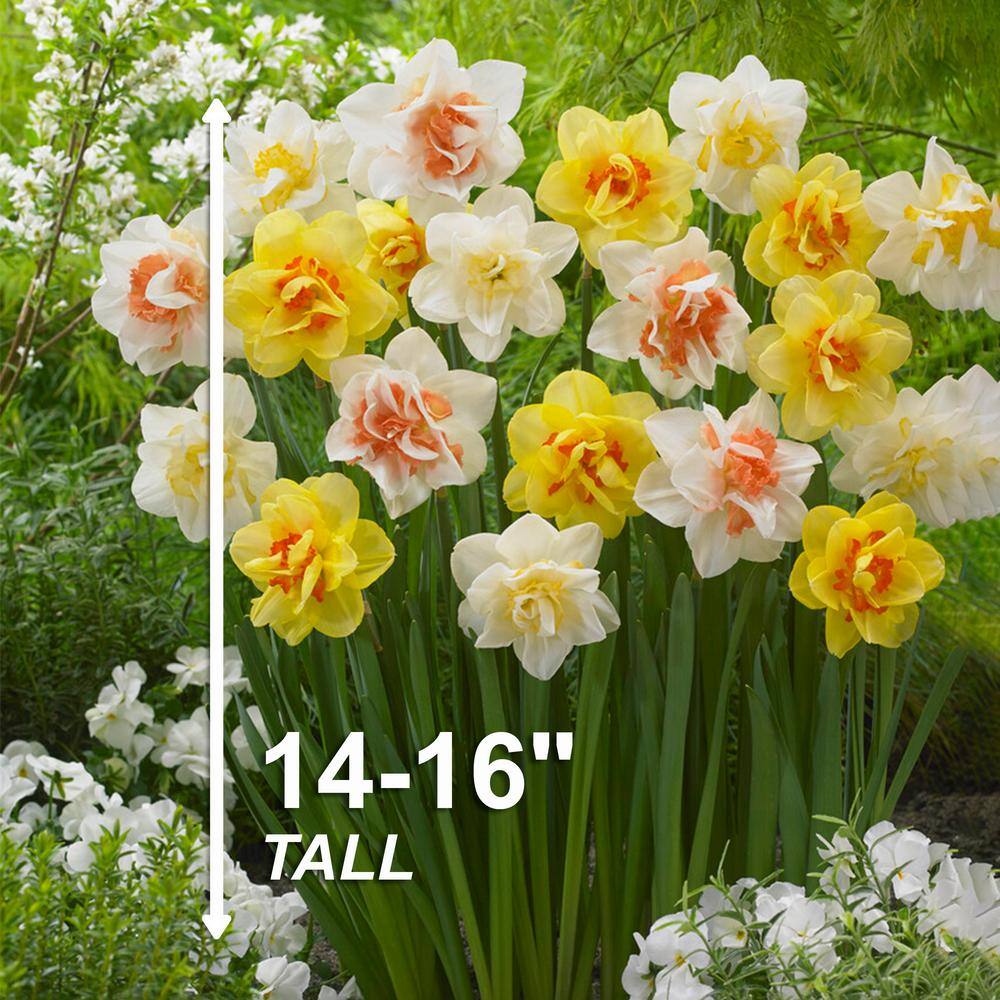  14/16 Cm Daffodil Double Mixed Flower Bulbs (Bag Of 100)