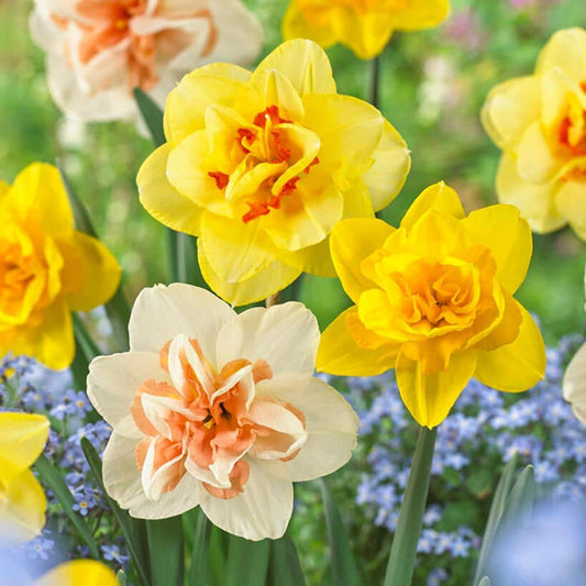  14/16 Cm Daffodil Double Mixed Flower Bulbs (Bag Of 50)