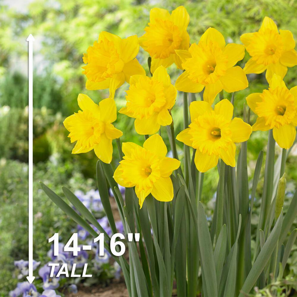  14/16 Cm Daffodil King Alfred Flower Bulbs (Bag Of 100)
