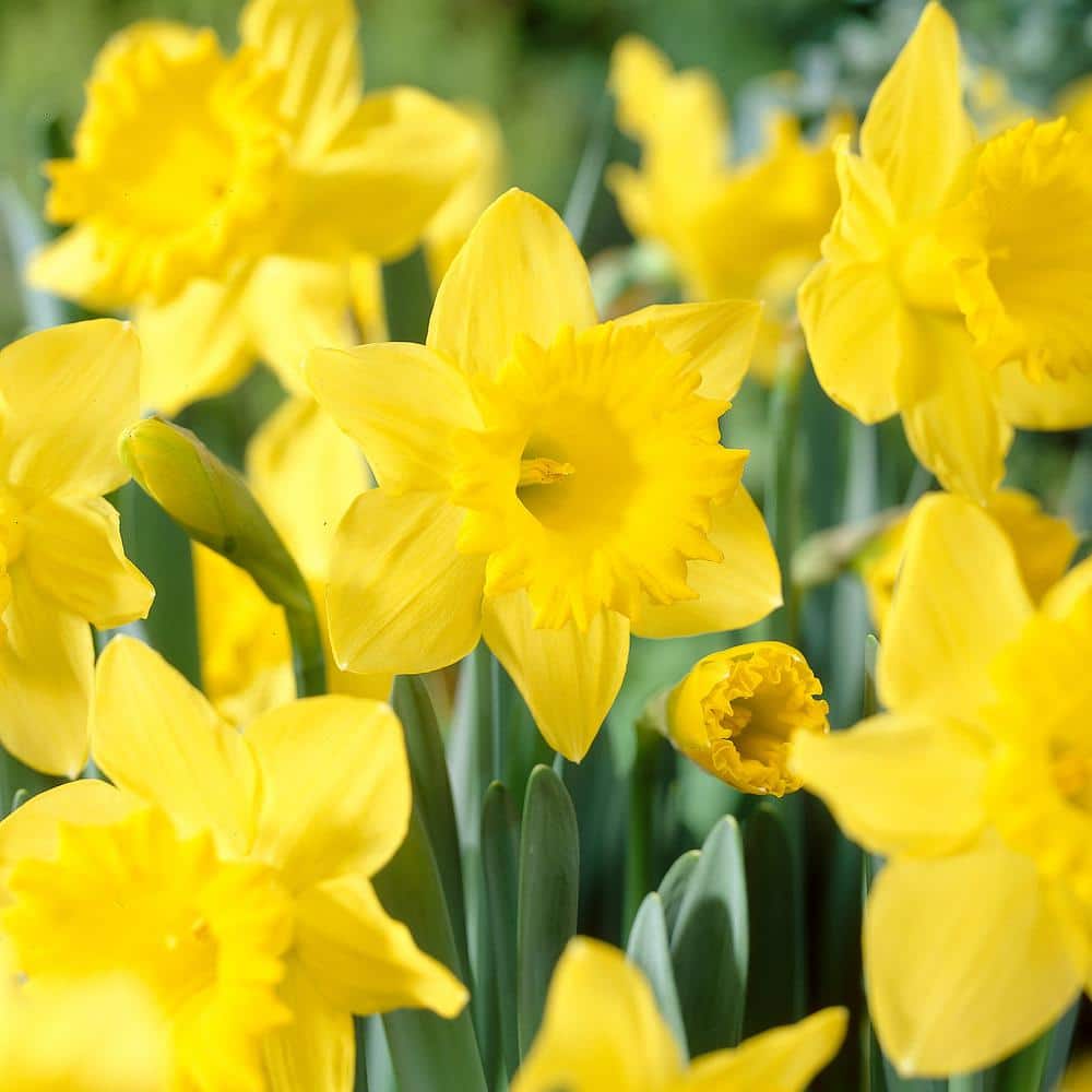  14/16 Cm Daffodil King Alfred Flower Bulbs (Bag Of 100)