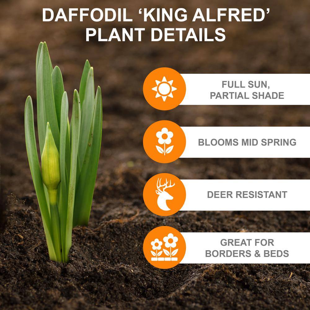  14/16 Cm Daffodil King Alfred Flower Bulbs (Bag Of 25)