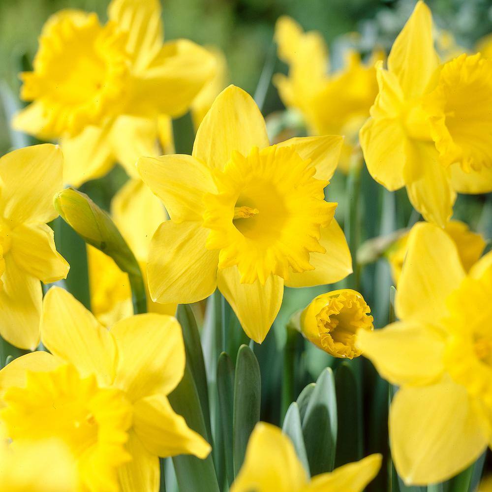  14/16 Cm Daffodil King Alfred Flower Bulbs (Bag Of 50)