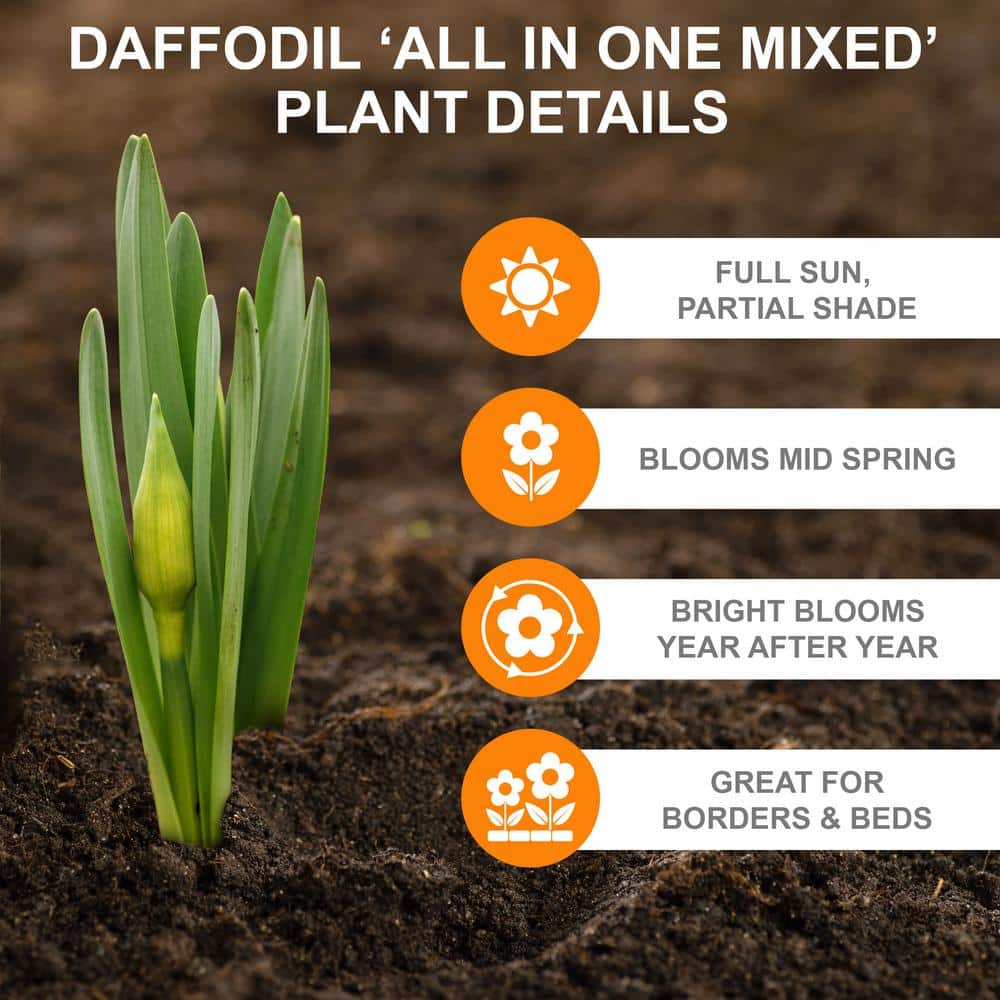  12/14 Cm Daffodil Bulbs All-In-One Mixed (Bag Of 100)