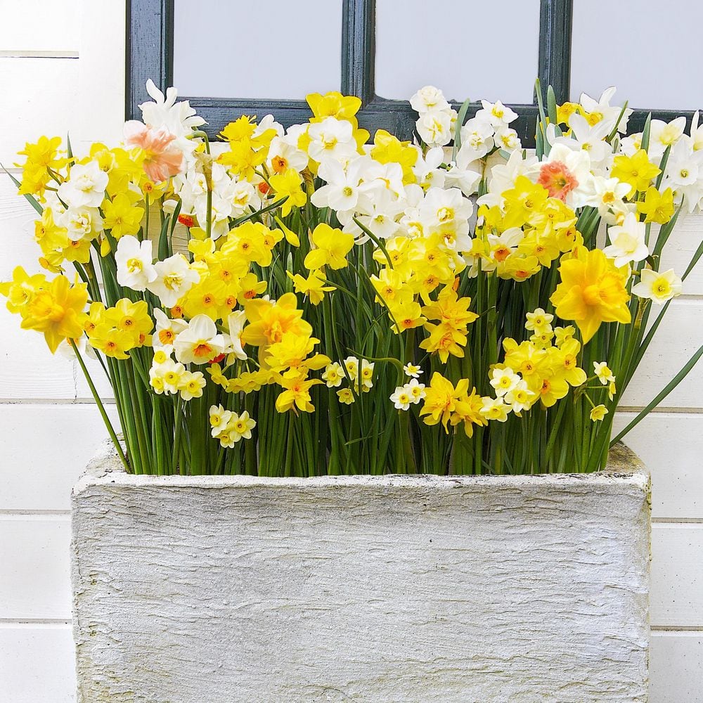  12/14 Cm Daffodil Bulbs All-In-One Mixed (Bag Of 25)