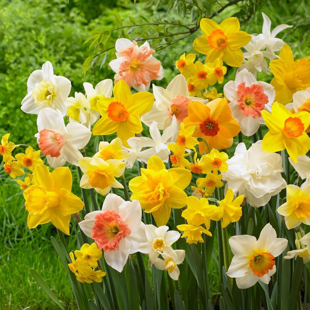  12/14 Cm Daffodil Bulbs All-In-One Mixed (Bag Of 25)