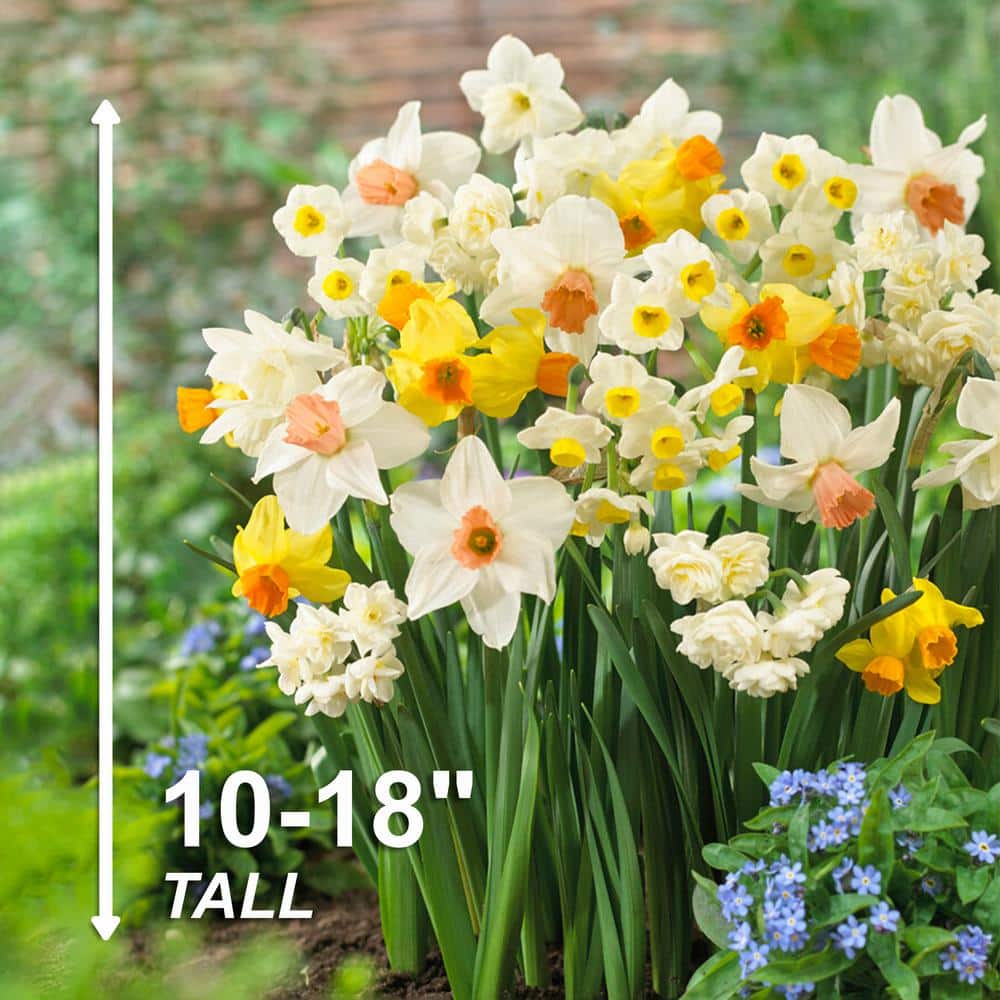  12/14 Cm Daffodil Bulbs All-In-One Mixed (Bag Of 250)