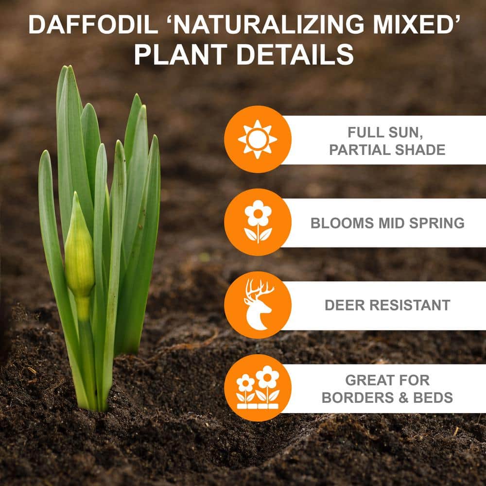  12/14 Cm Daffodil Naturalizing Mixed Flower Bulbs (Bag Of 25)