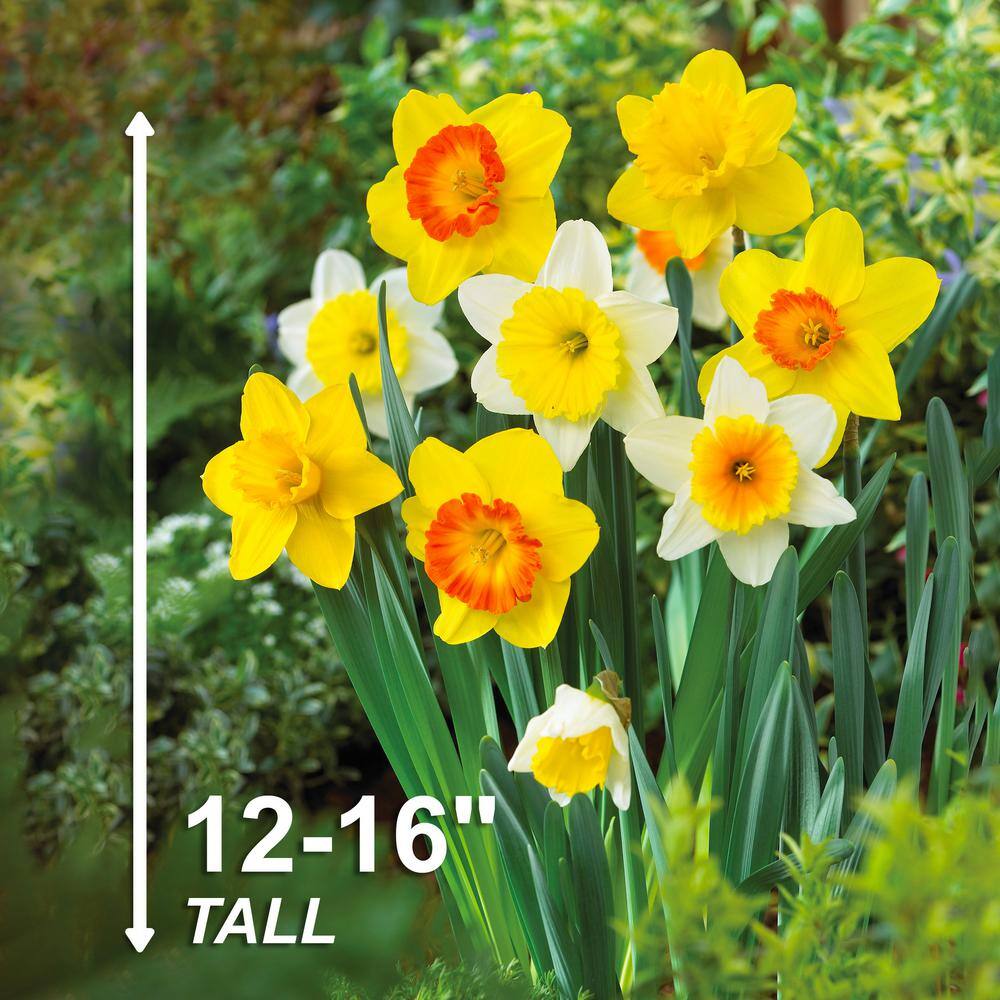  12/14 Cm Daffodil Naturalizing Mixed Flower Bulbs (Bag Of 25)