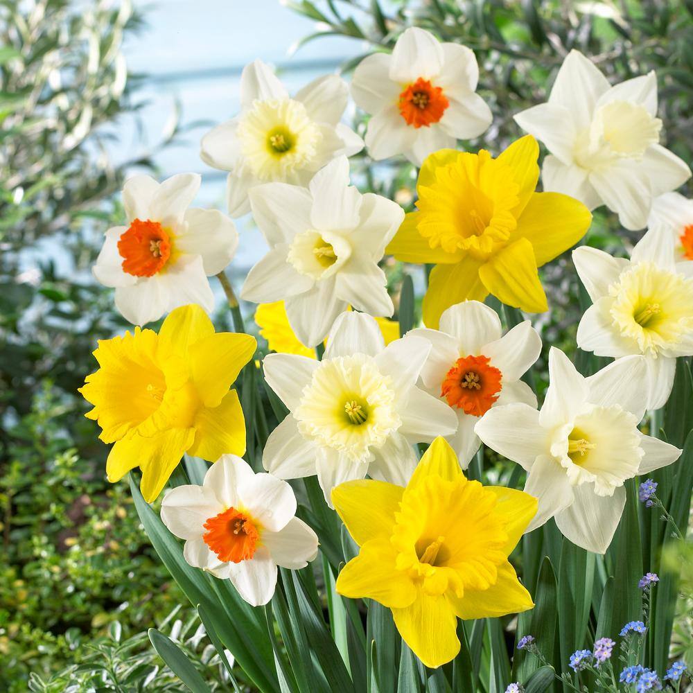  12/14 Cm Daffodil Naturalizing Mixed Flower Bulbs (Bag Of 25)