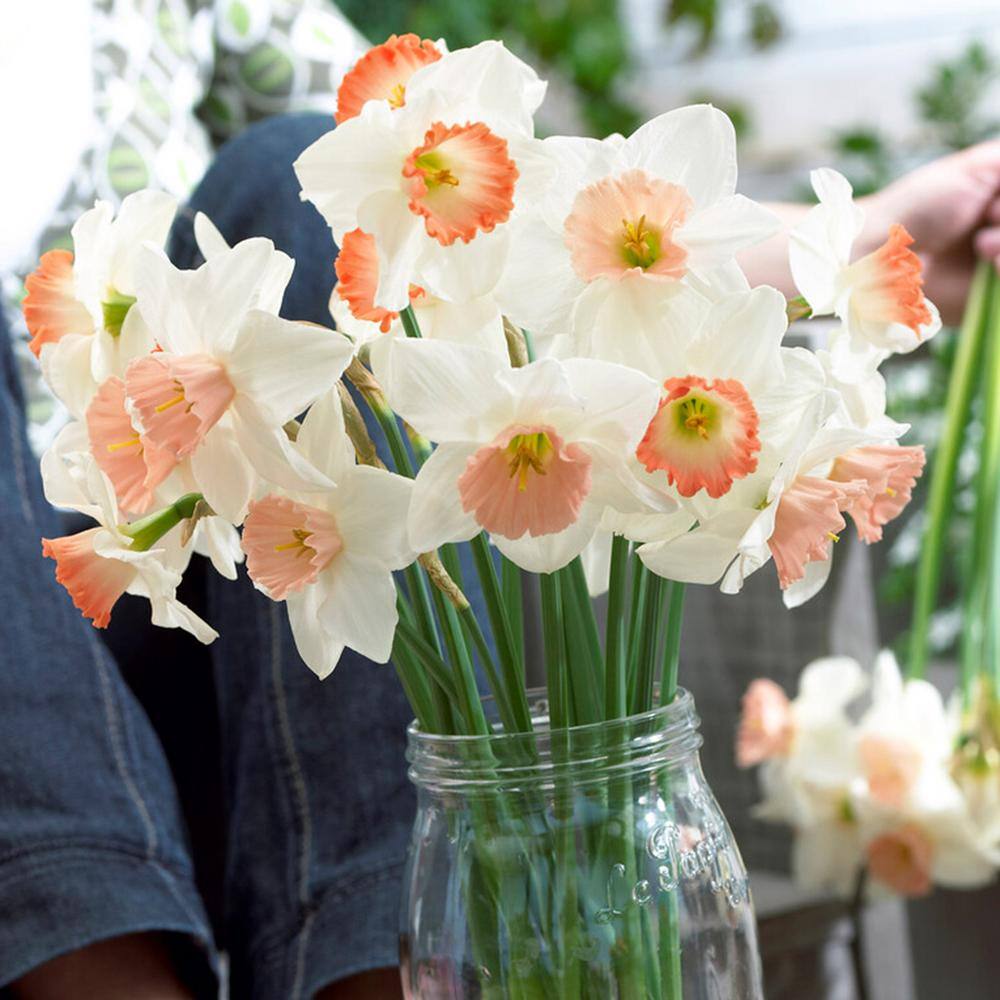  14/16 Cm Daffodil Pink Mixed Flower Bulbs (Bag Of 100)
