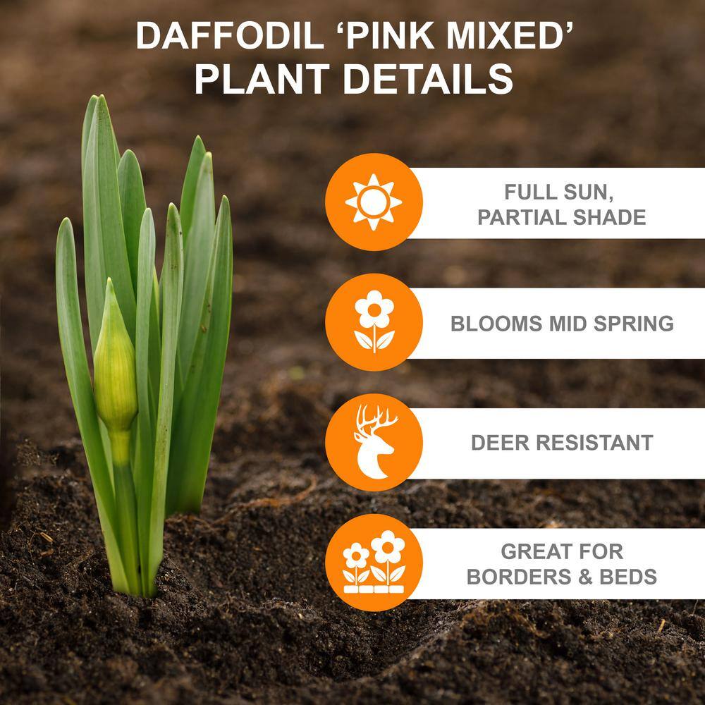  14/16 Cm Daffodil Pink Mixed Flower Bulbs (Bag Of 25)