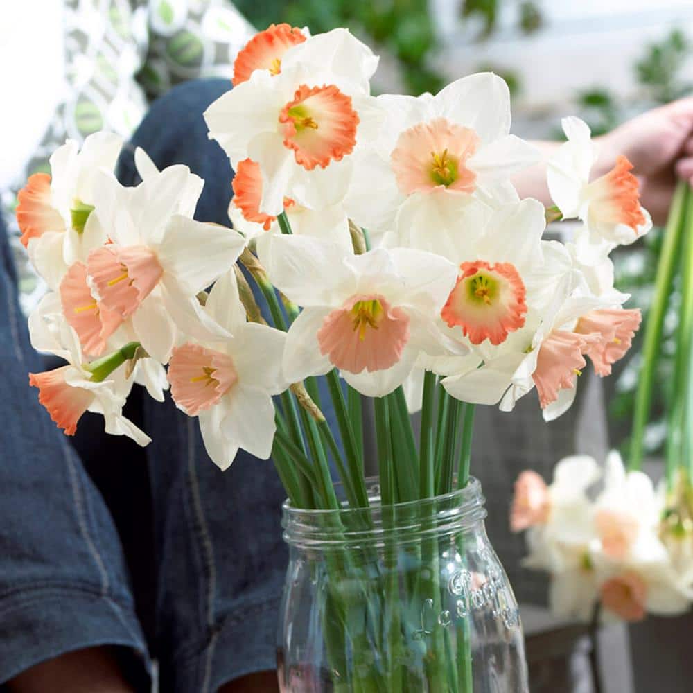  14/16 Cm Daffodil Pink Mixed Flower Bulbs (Bag Of 250)