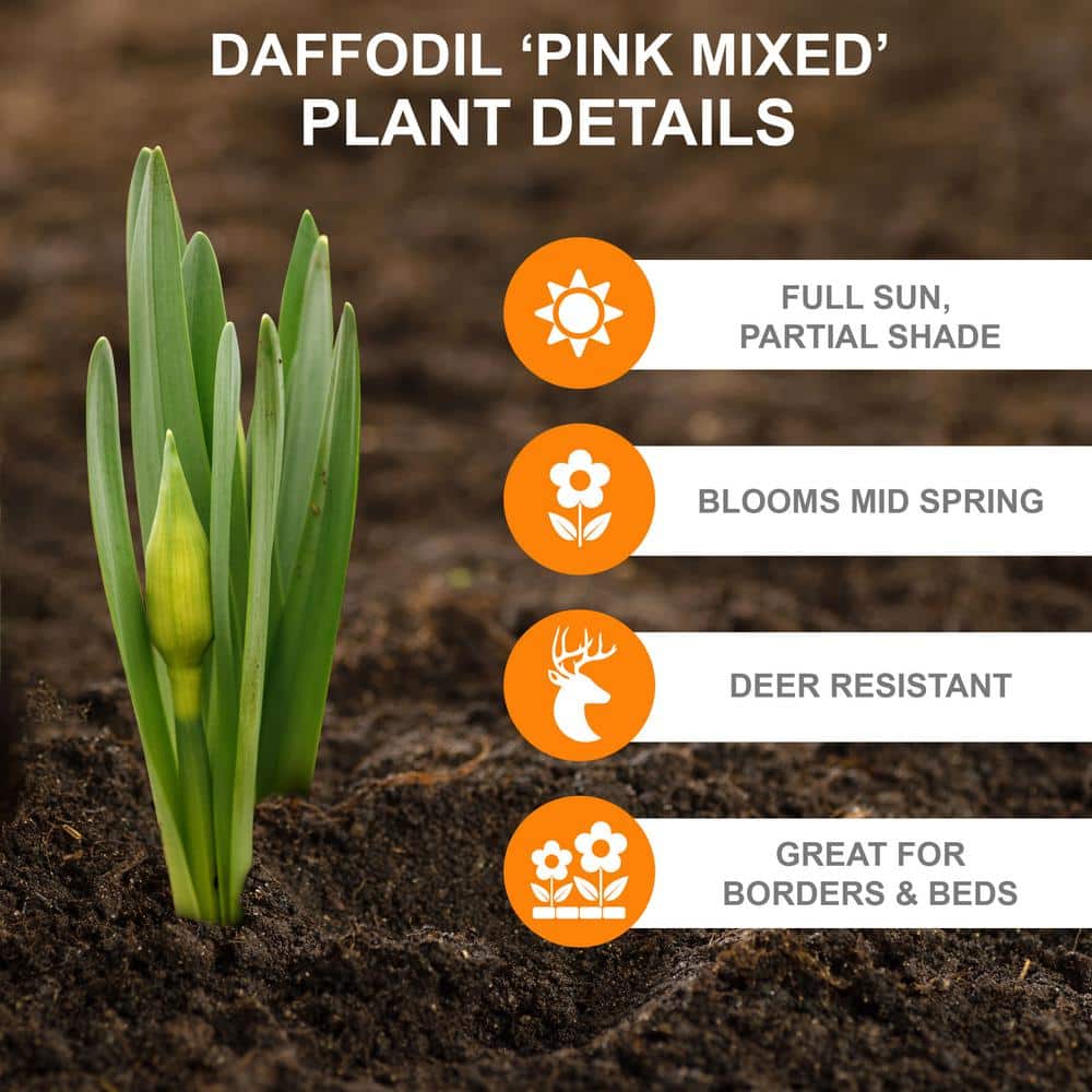  14/16 Cm Daffodil Pink Mixed Flower Bulbs (Bag Of 50)