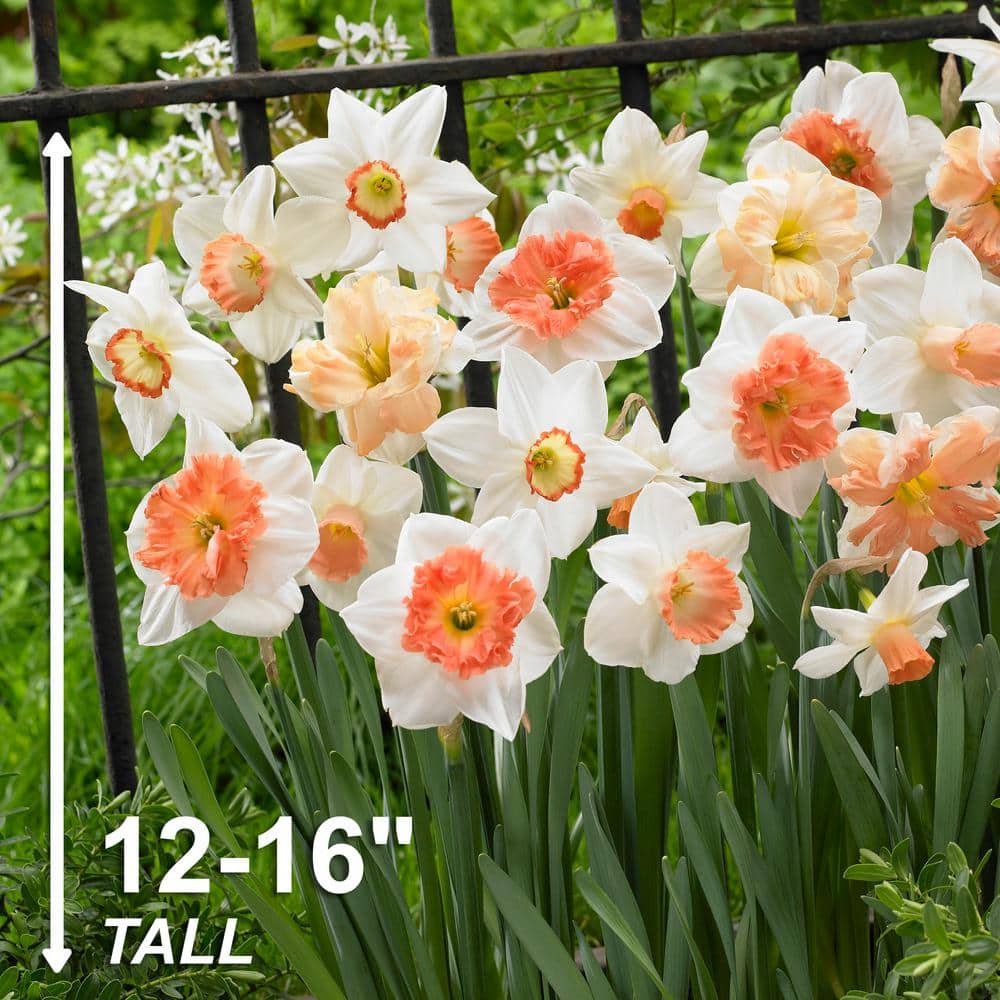  14/16 Cm Daffodil Pink Mixed Flower Bulbs (Bag Of 50)