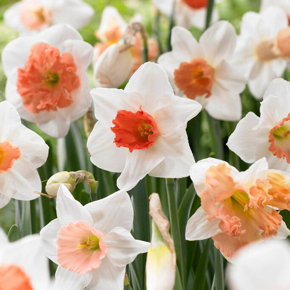  14/16 Cm Daffodil Pink Mixed Flower Bulbs (Bag Of 50)