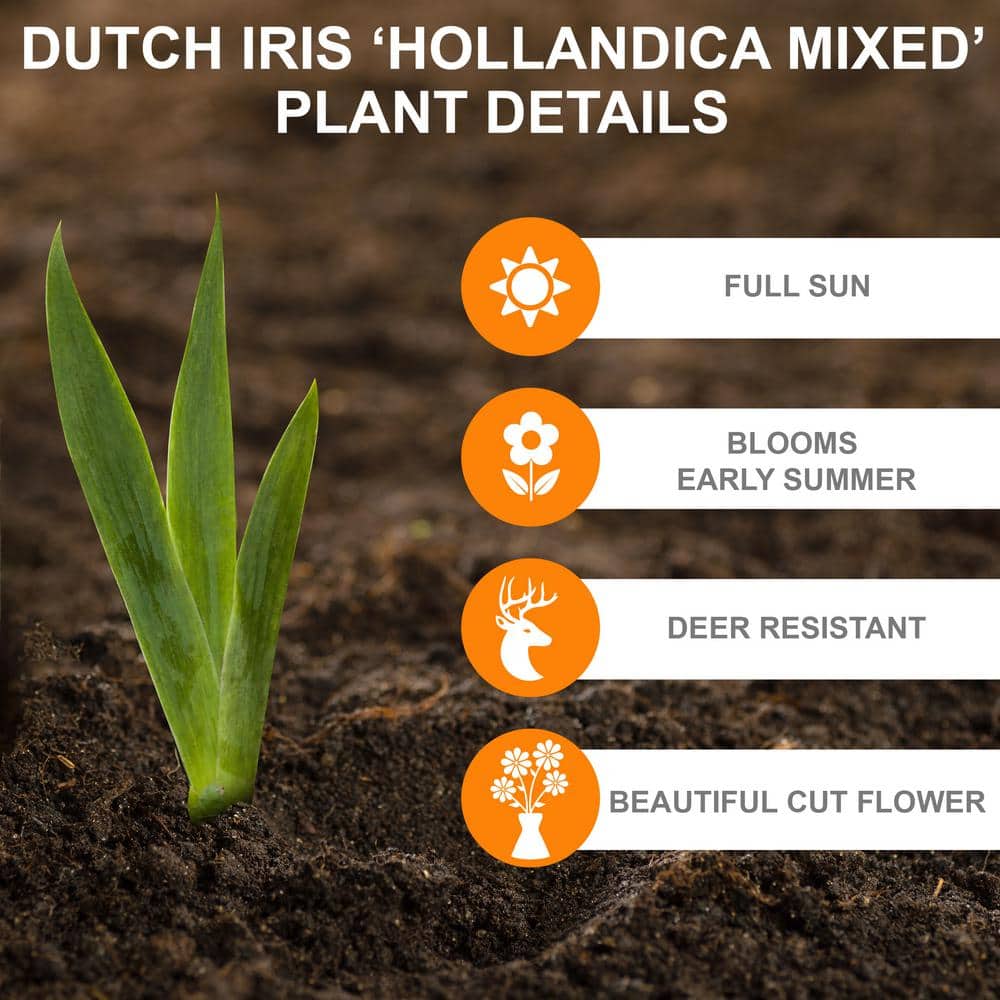  8/9 Cm Dutch Iris Hollandica Bulbs Mixed (Bag Of 100)