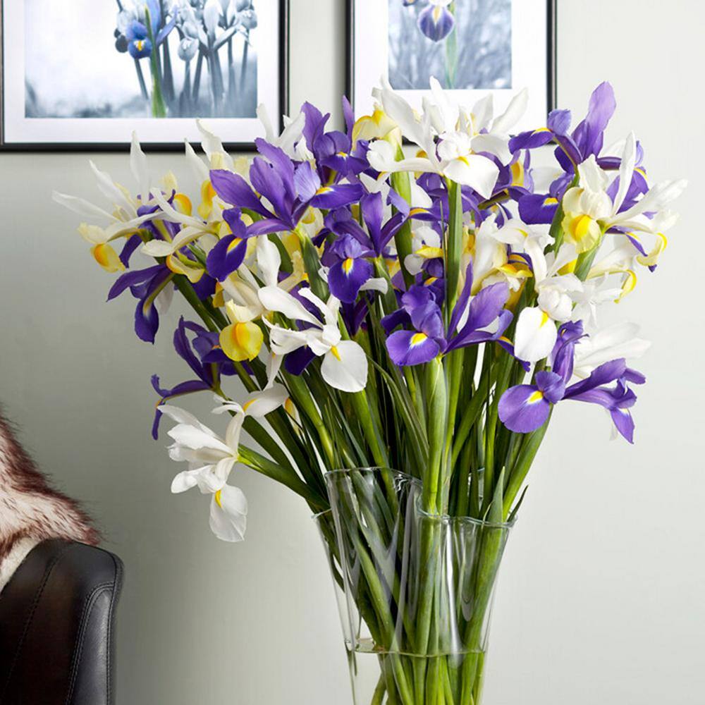 8/9 Cm Dutch Iris Hollandica Bulbs Mixed (Bag Of 100)