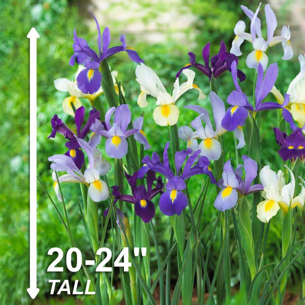  8/9 Cm Dutch Iris Hollandica Bulbs Mixed (Bag Of 100)