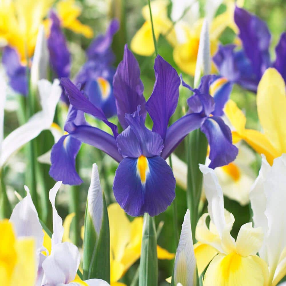  8/9 Cm Dutch Iris Hollandica Bulbs Mixed (Bag Of 100)