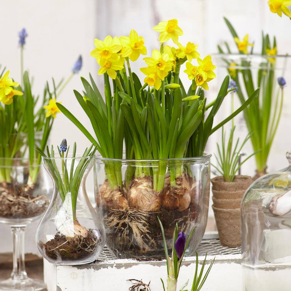  12/14 Cm Narcissus Tete-A-Tete Daffodil Flower Bulbs (Bag Of 100)