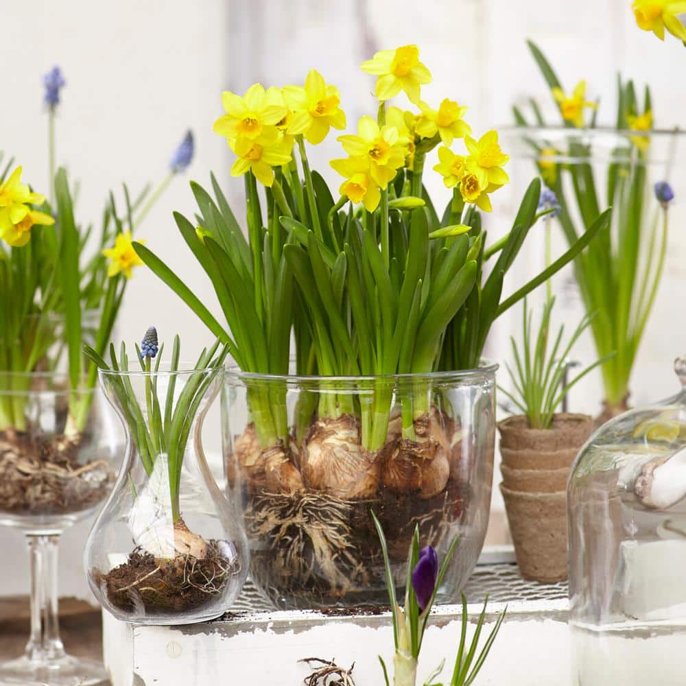  12/14 Cm, Narcissus Tete-a-Tete Daffodil Flower Bulbs (Bag Of 25)