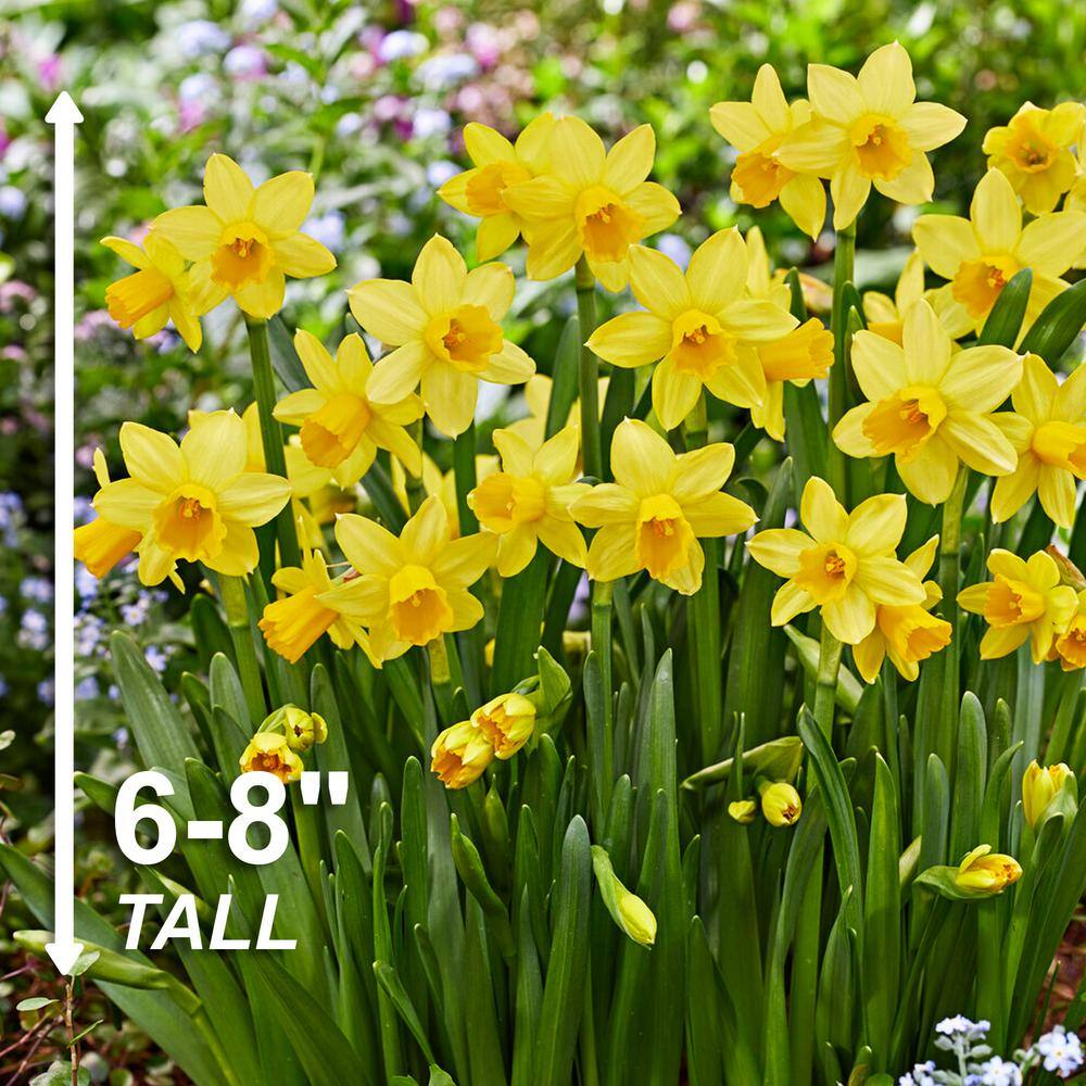  12/14 Cm Narcissus Tete-A-Tete Daffodil Flower Bulbs (Bag Of 50)
