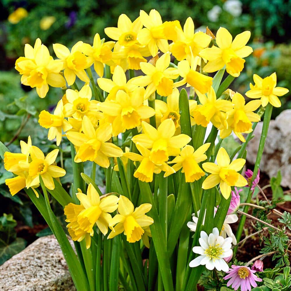  12/14 Cm Narcissus Tete-A-Tete Daffodil Flower Bulbs (Bag Of 50)
