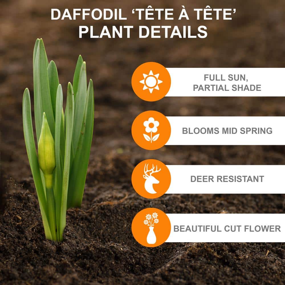  12/14 Cm Narcissus Tete-A-Tete Daffodil Flower Bulbs (Bag Of 50)