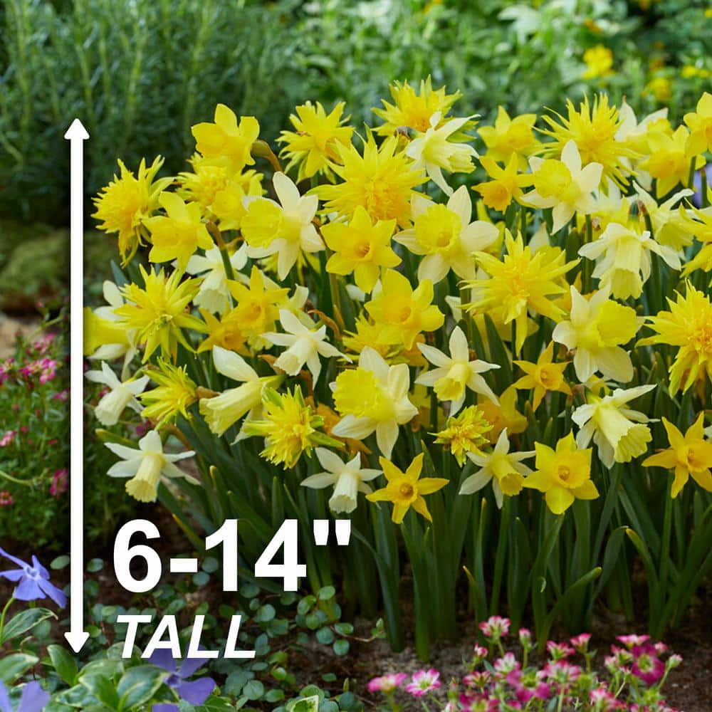  12/14 Cm Narcissus Rock Garden Mix Daffodil Flower Bulbs (Bag Of 250)