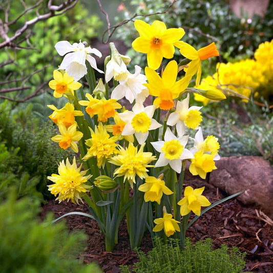  12/14 Cm Narcissus Rock Garden Mix Daffodil Flower Bulbs (Bag Of 250)