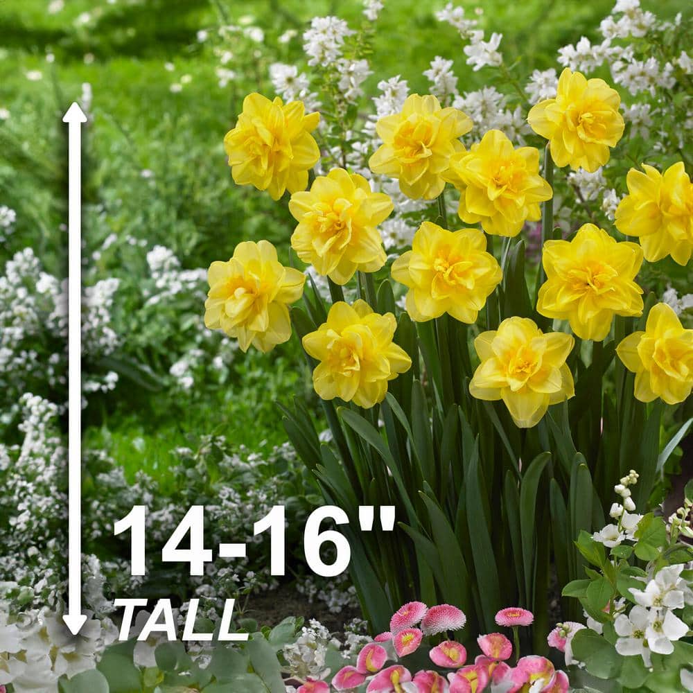  16/18 Cm, Double Flowering Golden Ducat Daffodil Bulbs (Bag Of 25)