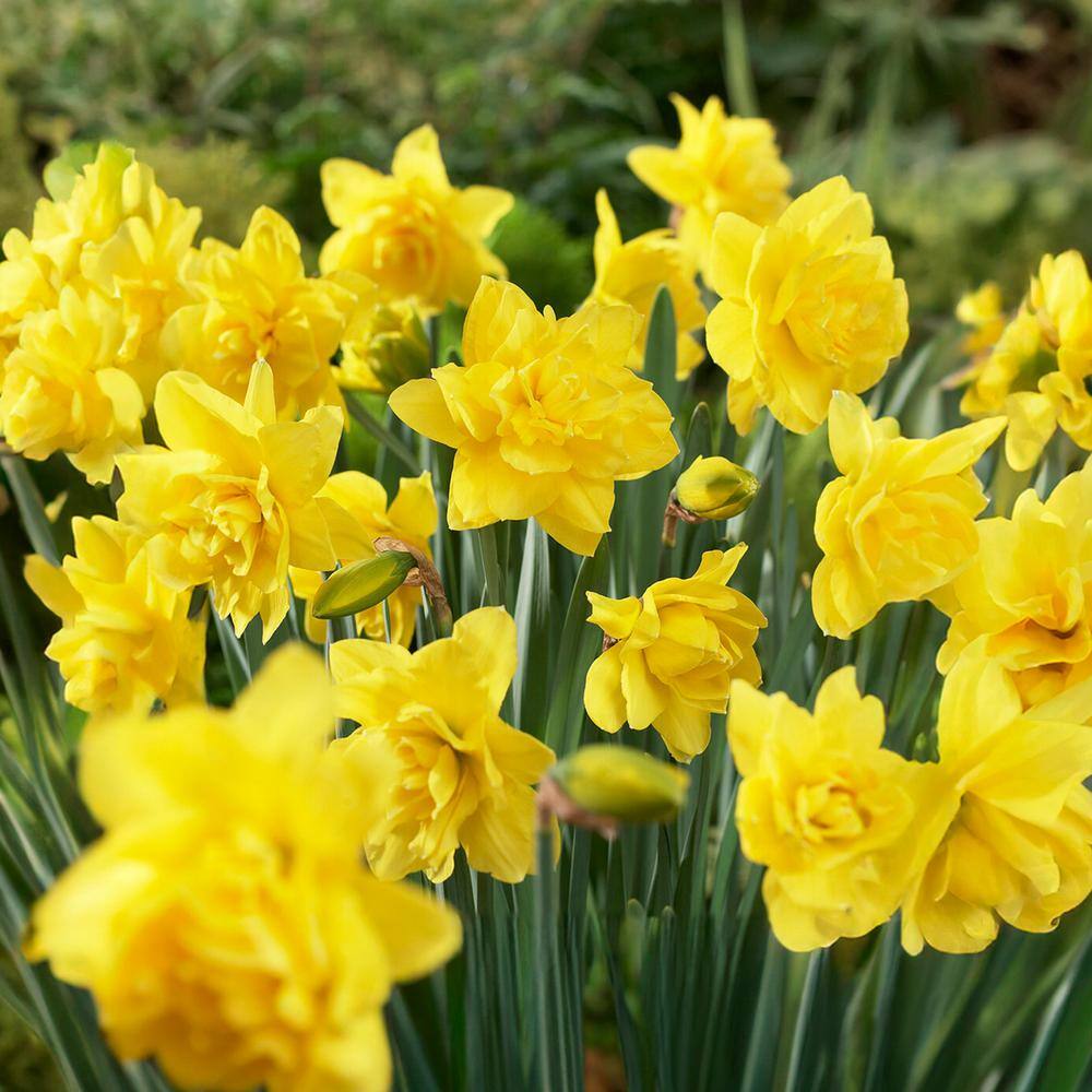  16/18 Cm, Double Flowering Golden Ducat Daffodil Bulbs (Bag Of 25)