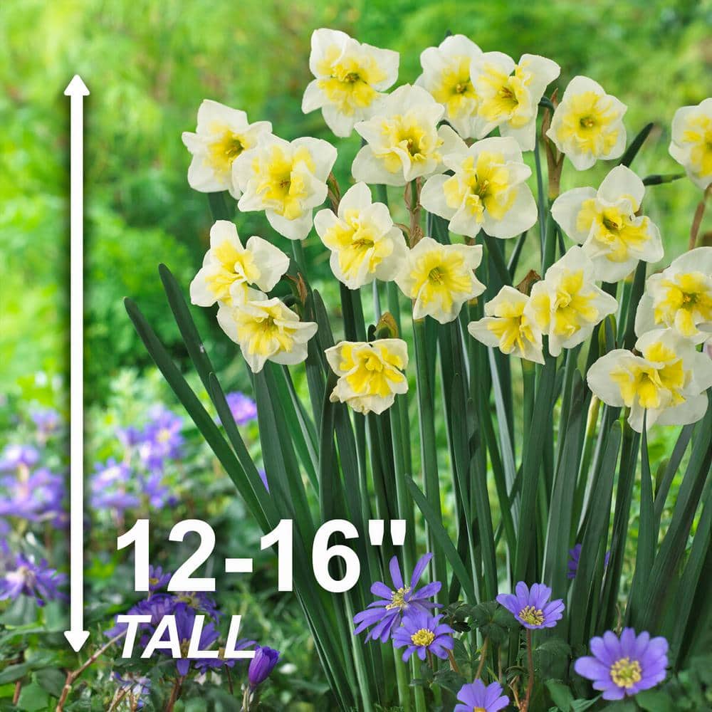  16/18 Cm, Smiling Twin Split Corona Daffodil Flower Bulbs (Bag Of 100)