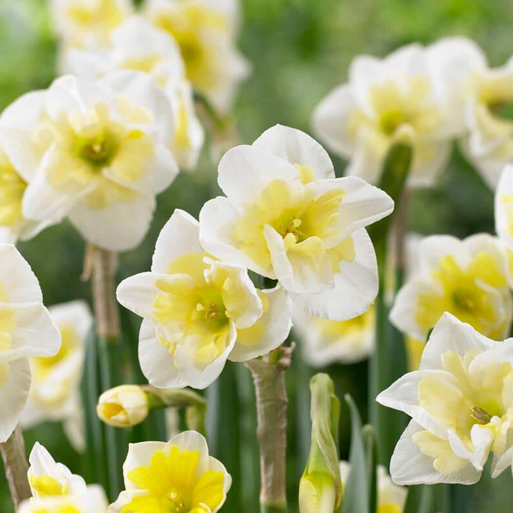  16/18 Cm, Smiling Twin Split Corona Daffodil Flower Bulbs (Bag Of 25)