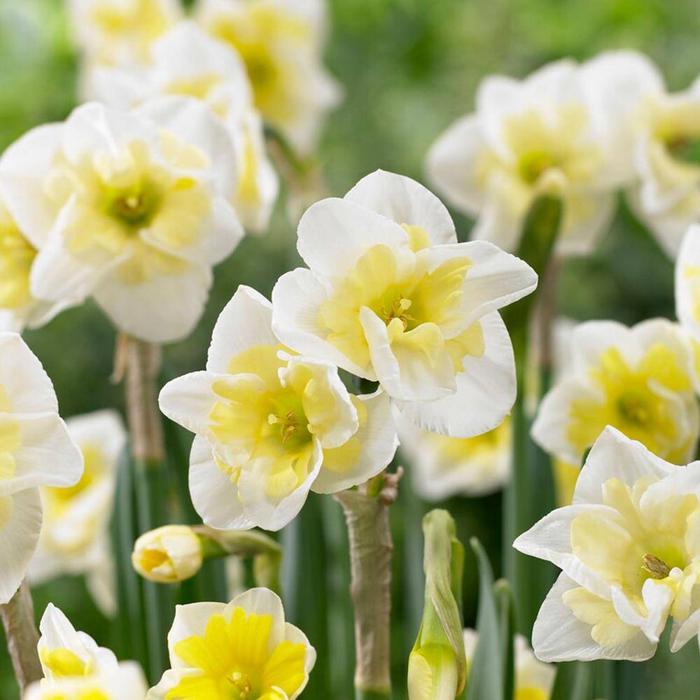  16/18 Cm, Smiling Twin Split Corona Daffodil Flower Bulbs (Bag Of 250)
