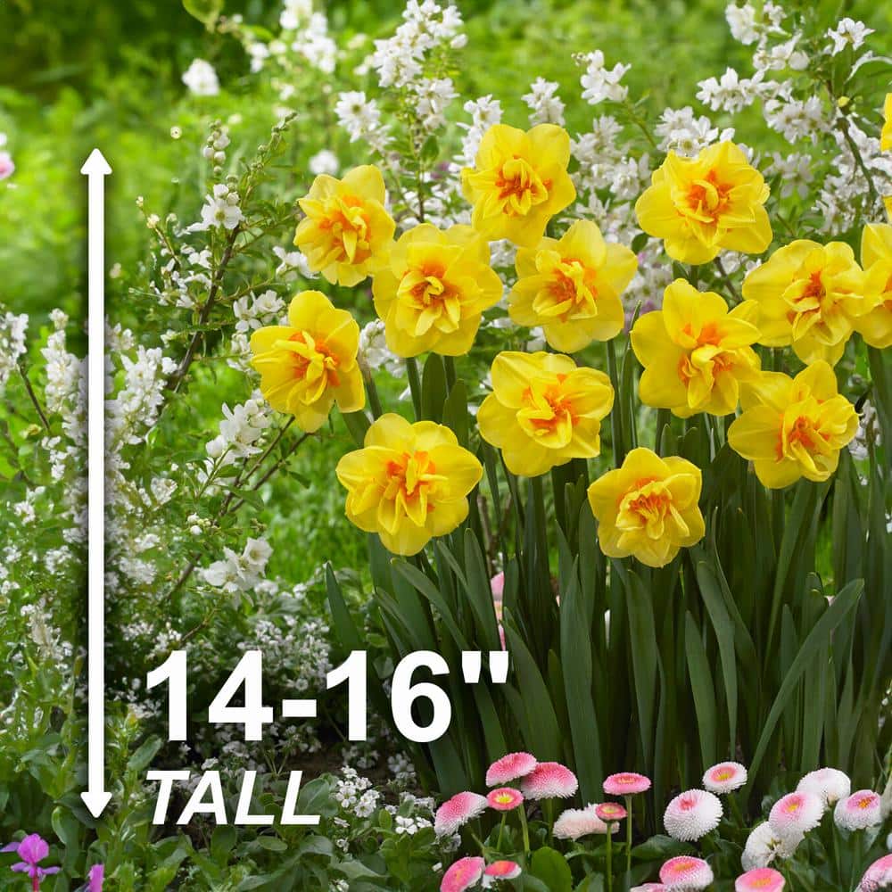  16/18 Cm, Tahiti Double Daffodil Flower Bulbs (Bag Of 50)