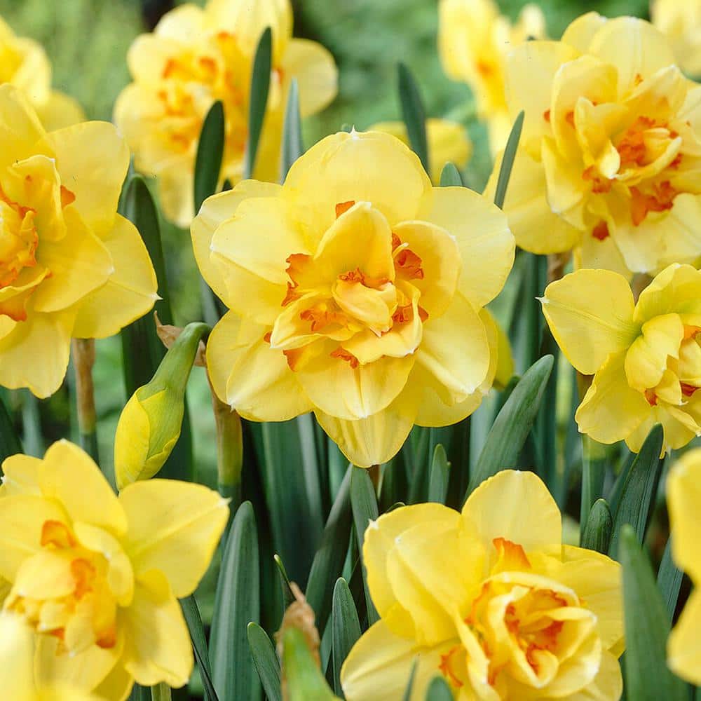  16/18 Cm, Tahiti Double Daffodil Flower Bulbs (Bag Of 50)