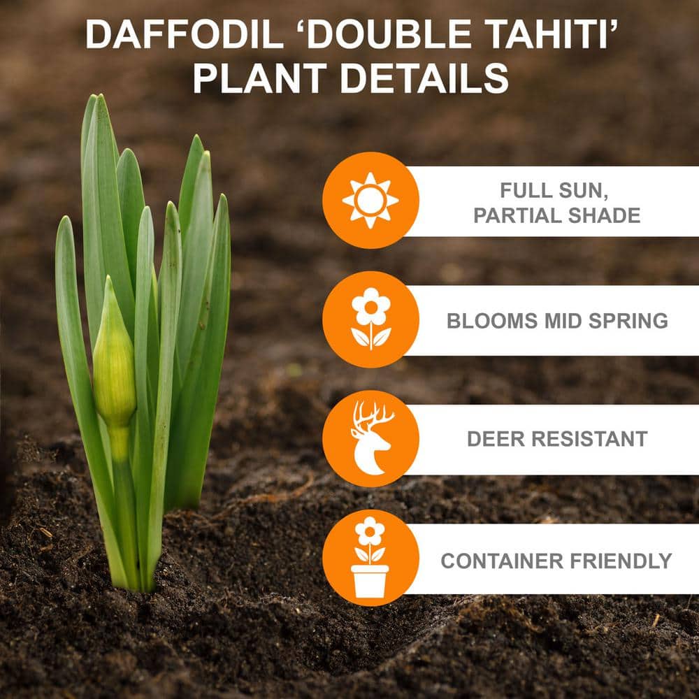  16/18 Cm, Tahiti Double Daffodil Flower Bulbs (Bag Of 50)