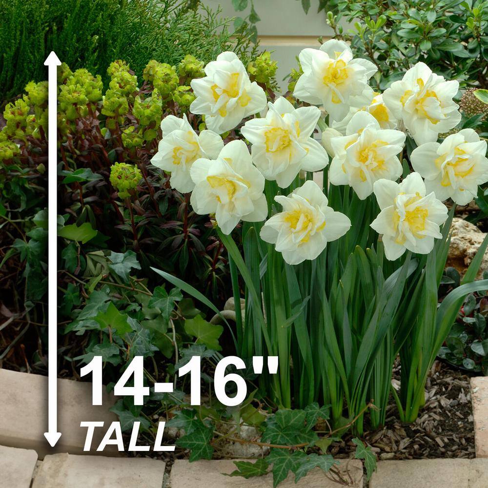  16/18 Cm, White Lion Double Daffodil Flower Bulbs (Bag Of 100)