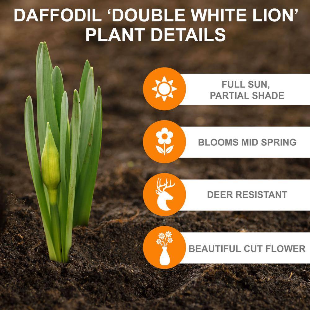  16/18 Cm, White Lion Double Daffodil Flower Bulbs (Bag Of 100)