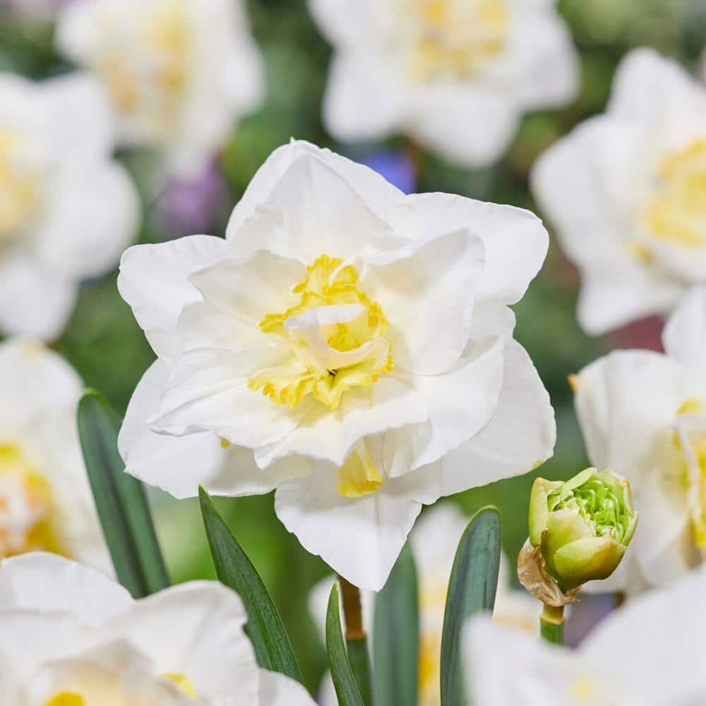  16/18 Cm, White Lion Double Daffodil Flower Bulbs (Bag Of 25)