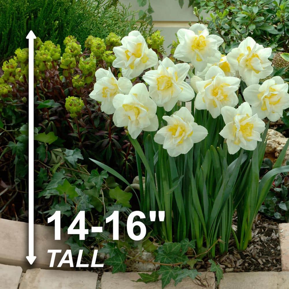  16/18 Cm, White Lion Double Daffodil Flower Bulbs (Bag Of 250)