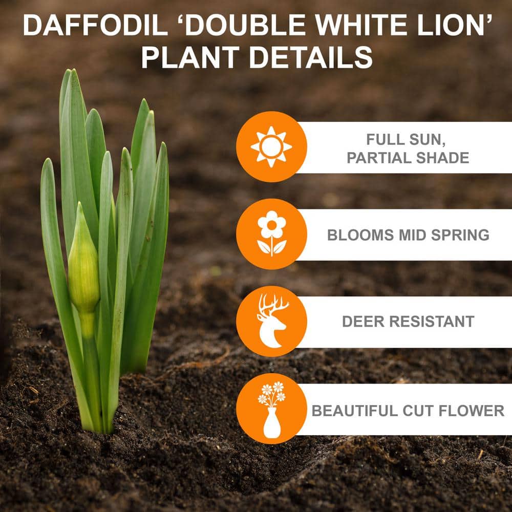  16/18 Cm, White Lion Double Daffodil Flower Bulbs (Bag Of 250)