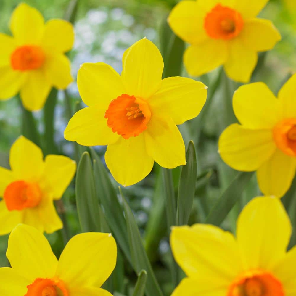  16/18 Cm, Brackenhurst Large Cupped Daffodil Flower Bulbs (Bag Of 100)
