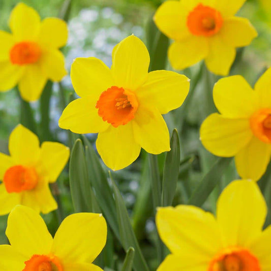  16/18 Cm, Brackenhurst Large Cupped Daffodil Flower Bulbs (Bag Of 100)