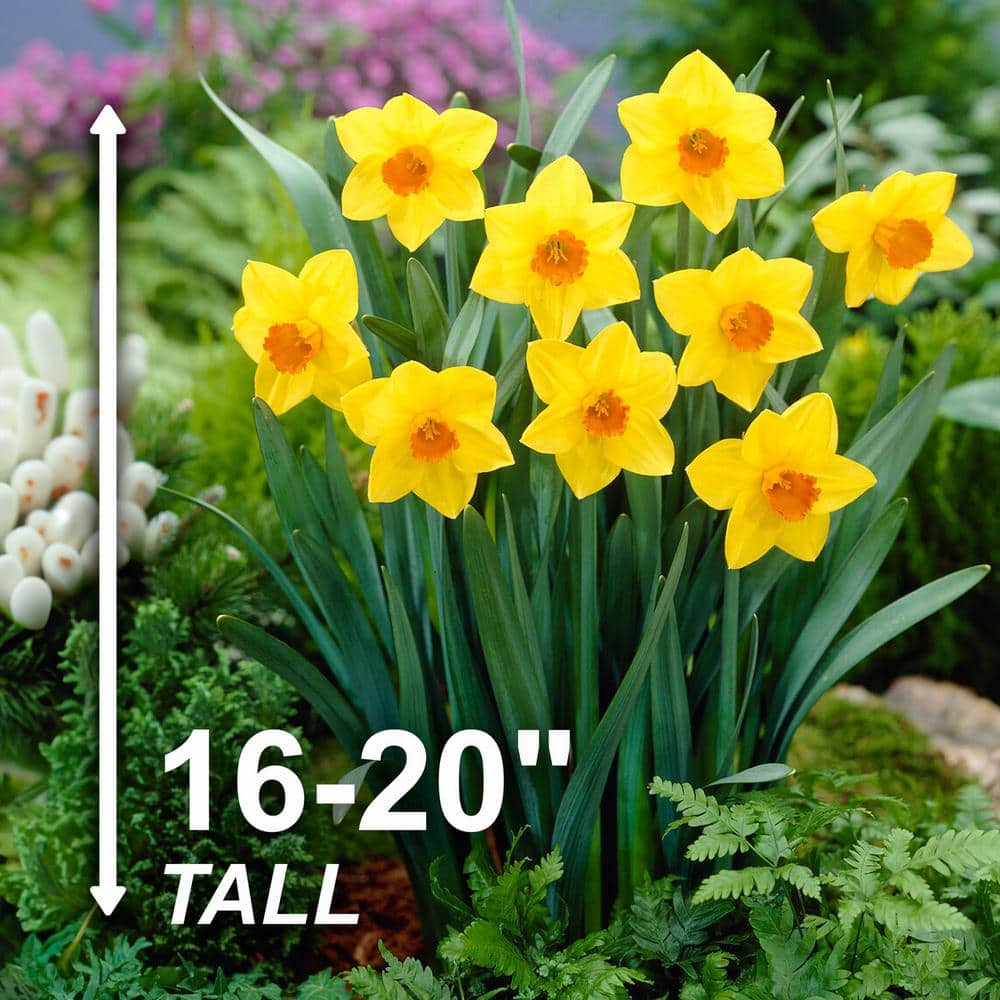  16/18 Cm, Brackenhurst Large Cupped Daffodil Flower Bulbs (Bag Of 25)