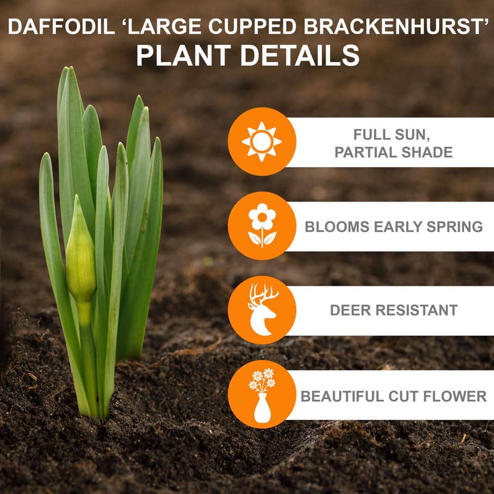  16/18 Cm, Brackenhurst Large Cupped Daffodil Flower Bulbs (Bag Of 25)